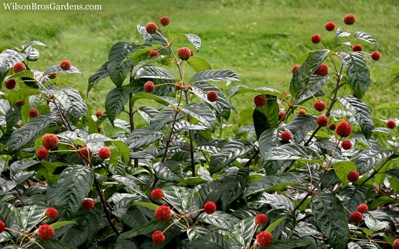 Sugar Shack Fragrant Dwarf Buttonbush - Cephalanthus Occidentalis - 1 Gallon Pot - Image 5