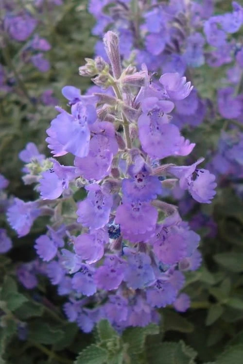 Walker's Low Catmint (Nepeta X Faassenii) - 5 Pack Of Quart Pots - Image 5