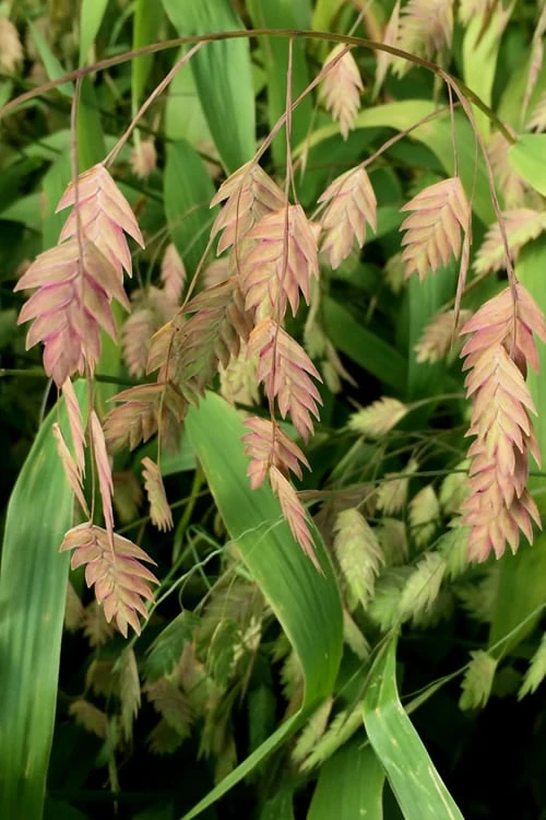 Upland Sea Oats (Chasmanthium Latifolium) - 1 Gallon Pots - Image 8