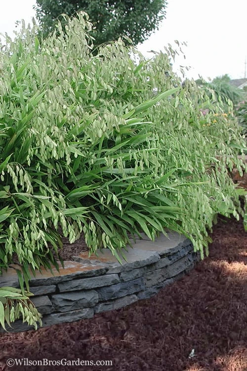 Upland Sea Oats (Chasmanthium Latifolium) - 1 Gallon Pots - Image 5