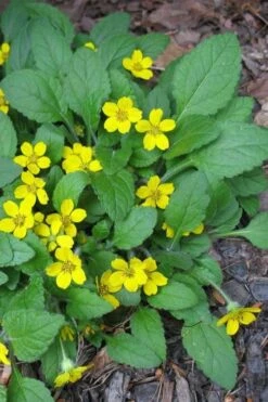 Chrysogonum Green And Gold (Goldenstar) - 5 Pack Of Pint Pots
