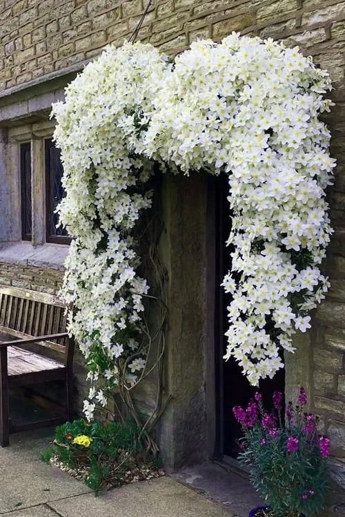 Avalanche Evergreen Clematis - 2 Gallon Pot - Image 5