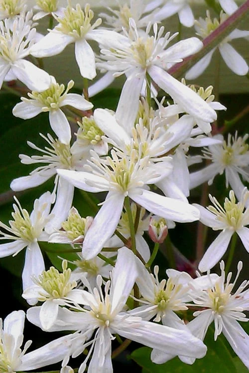 Sweet Autumn Clematis - 1 Gallon Pot - Image 8