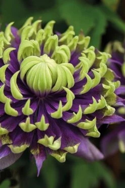 Taiga Clematis - 1 Gallon Pot