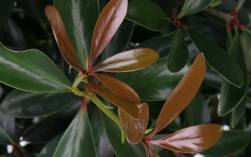 LeAnn Cleyera Japonica - 3 Gallon Pot - Image 4