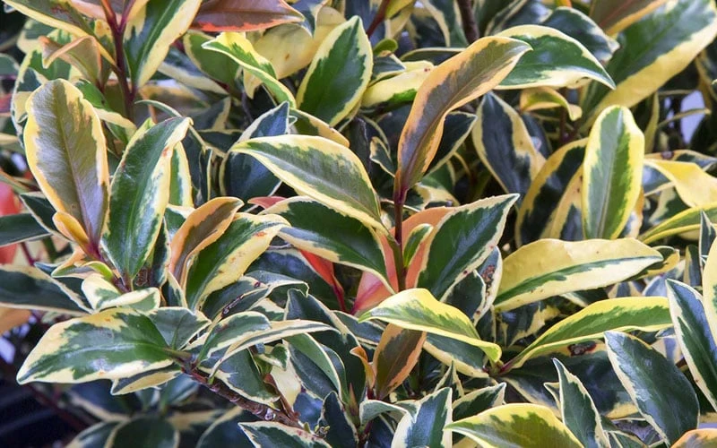 Romeo Variegated Cleyera Japonica - 2 Gallon Pot - Image 5