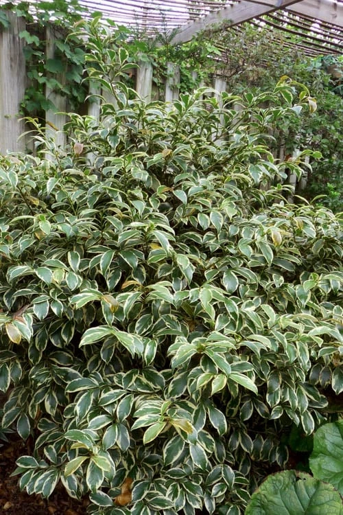 Romeo Variegated Cleyera Japonica - 2 Gallon Pot - Image 4