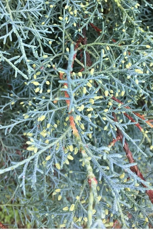 Carolina Sapphire Arizona Cypress - 2.5 Quart Pot - Image 5