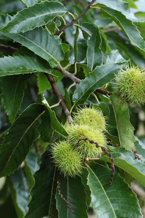 Hybrid Chestnut Tree (Castanea Dentata X Millesimal) - 3 Gallon Pot - Image 8