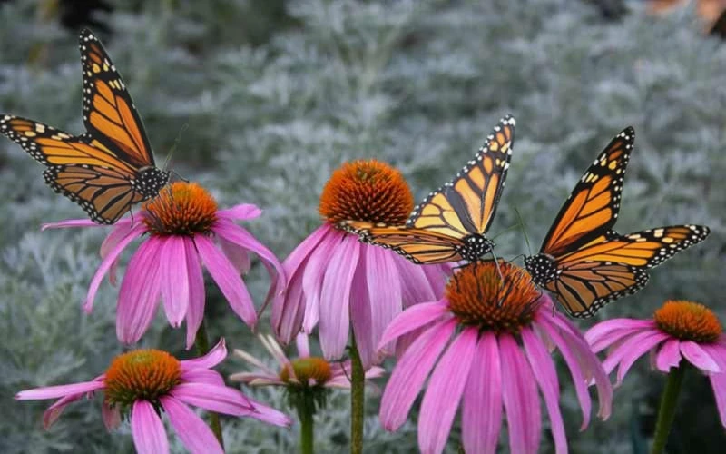 Purple Coneflower (Echinacea) - 6 Pack Of 1 Gallon Pots - Image 4