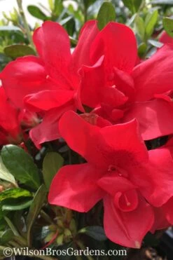 Autumn Bonfire Encore Azalea - 6 Pack Of 1 Gallon Pots