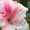 Autumn Chiffon Encore Azalea - 2 Gallon Pot