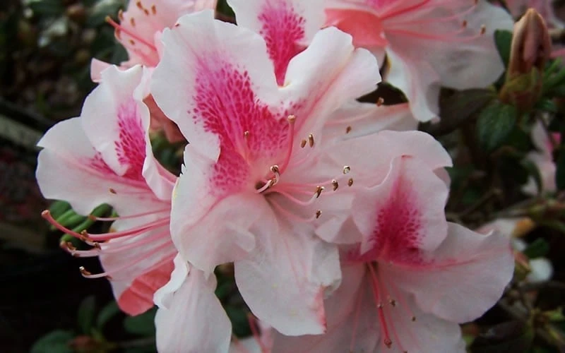 Autumn Chiffon Encore Azalea - 2 Gallon Pot - Image 4