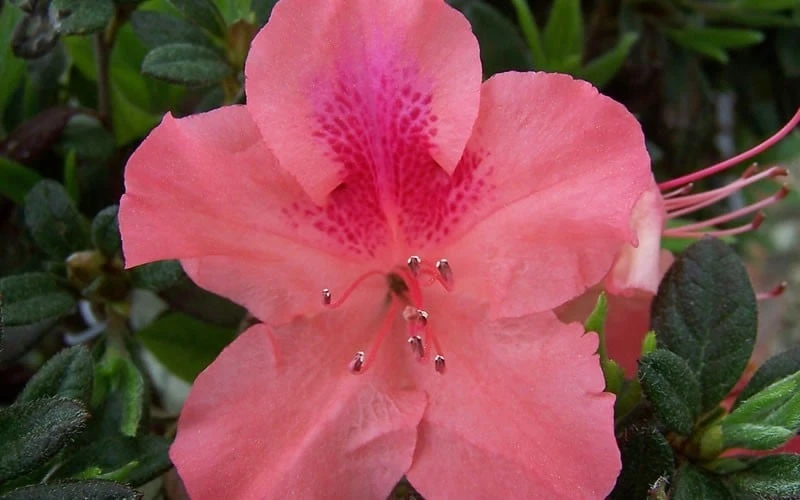 Autumn Coral Encore Azalea - 6 Pack Of 1 Gallon Pots - Image 4