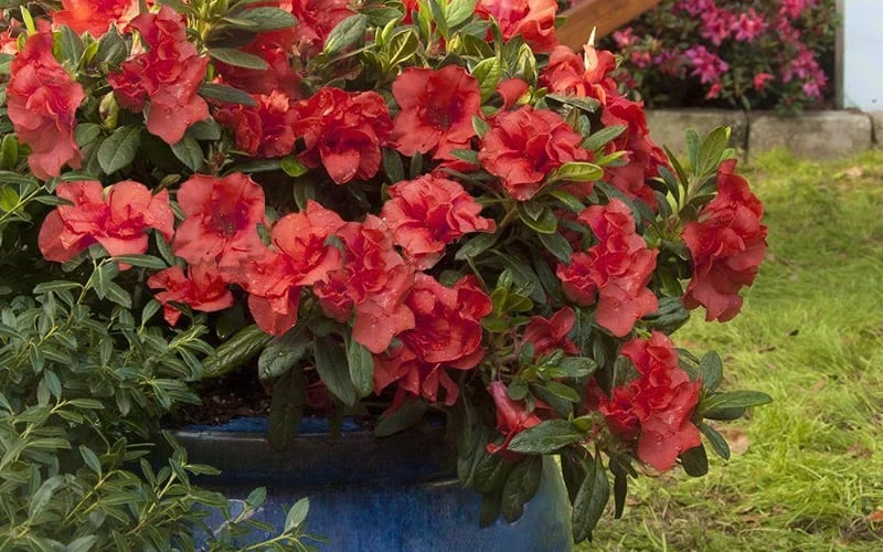 Autumn Embers Encore Azalea - 7 Gallon Pot - Image 6