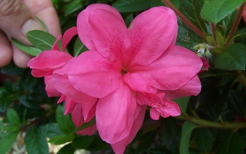Autumn Empress Encore Azalea - 3 Gallon Pot - Image 4