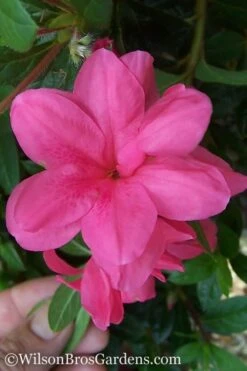 Autumn Empress Encore Azalea - 2 Gallon Pot