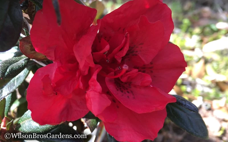 Autumn Fire Encore Azalea - 3 Gallon Pot - Image 5