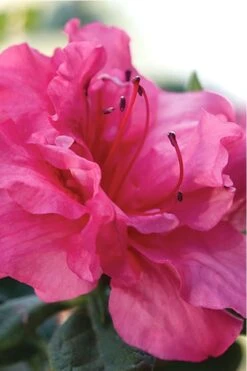 Autumn Rouge Encore Azalea - 2 Gallon Pot