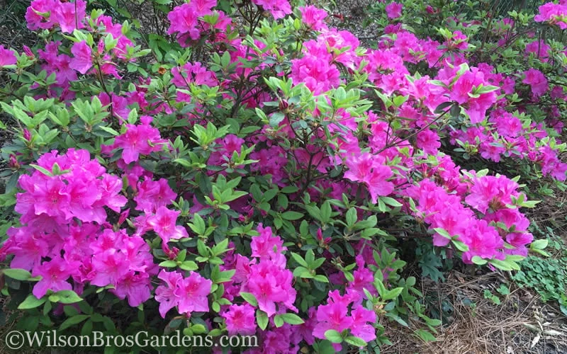 Autumn Royalty Encore Azalea - 7 Gallon Pot - Image 4