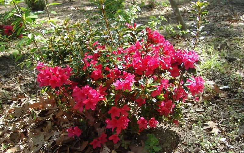 Autumn Ruby Encore Azalea - 3 Gallon Pot - Image 5