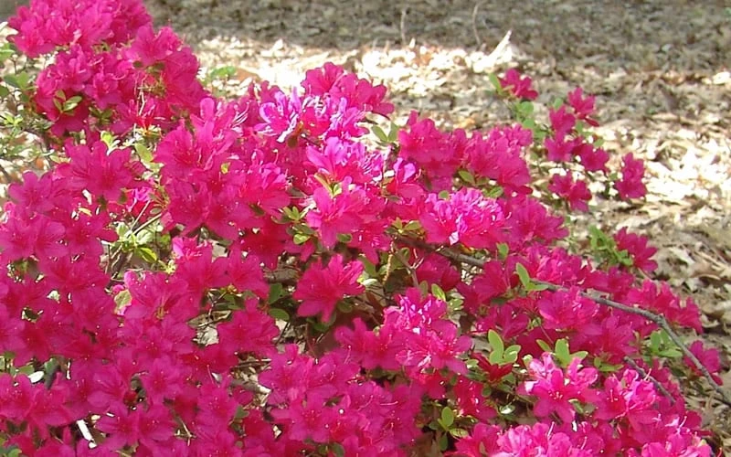 Autumn Sundance Encore Azalea - 3 Gallon Pot - Image 4