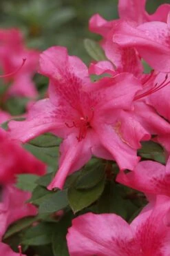 Autumn Sundance Encore Azalea - 2 Gallon Pot