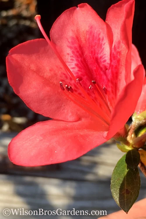 Autumn Sunset Encore Azalea - 3 Gallon Pot