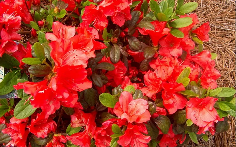 Autumn Sunset Encore Azalea - 2 Gallon Pot - Image 5