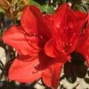 Autumn Bravo Encore Azalea - 3 Gallon Pot