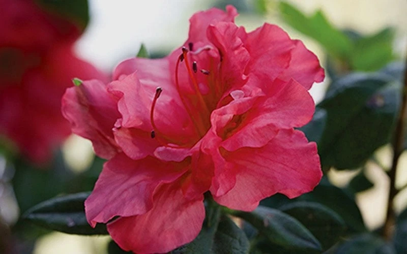Autumn Rouge Encore Azalea - 3 Gallon Pot - Image 4