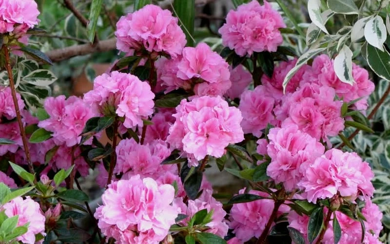 Autumn Carnation Encore Azalea - 3 Gallon Pot - Image 4