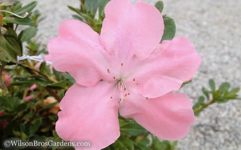 Autumn Debutante Encore Azalea - 3 Gallon Pot - Image 4