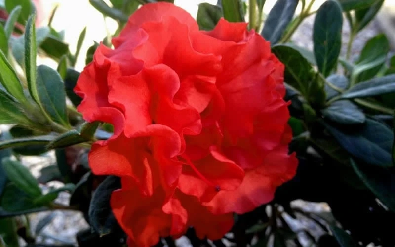 Autumn Embers Encore Azalea - 7 Gallon Pot - Image 5