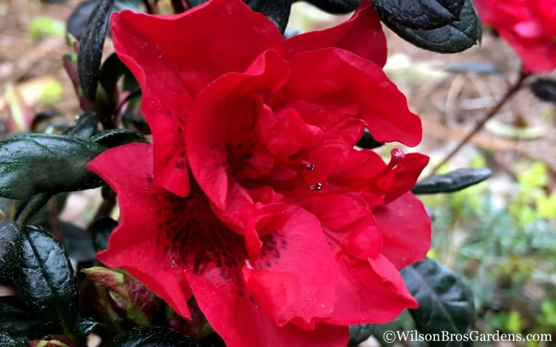 Autumn Fire Encore Azalea - 3 Gallon Pot - Image 6