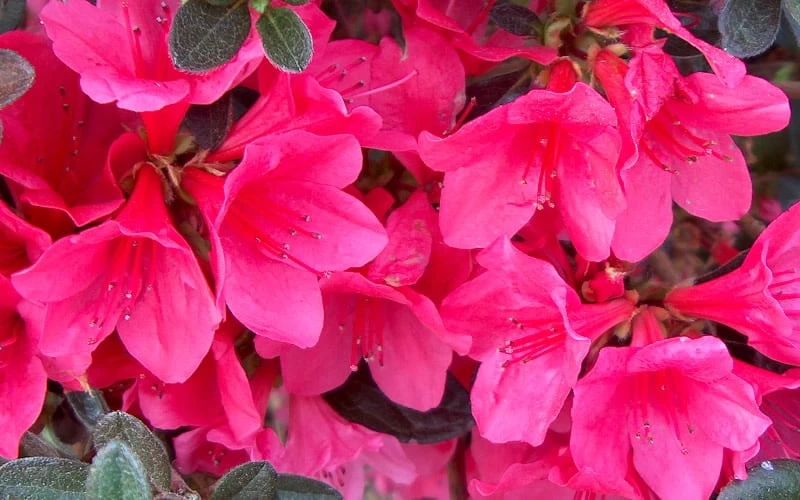 Autumn Ruby Encore Azalea - 3 Gallon Pot - Image 4