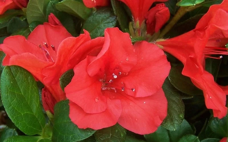 Autumn Sunset Encore Azalea - 3 Gallon Pot - Image 6
