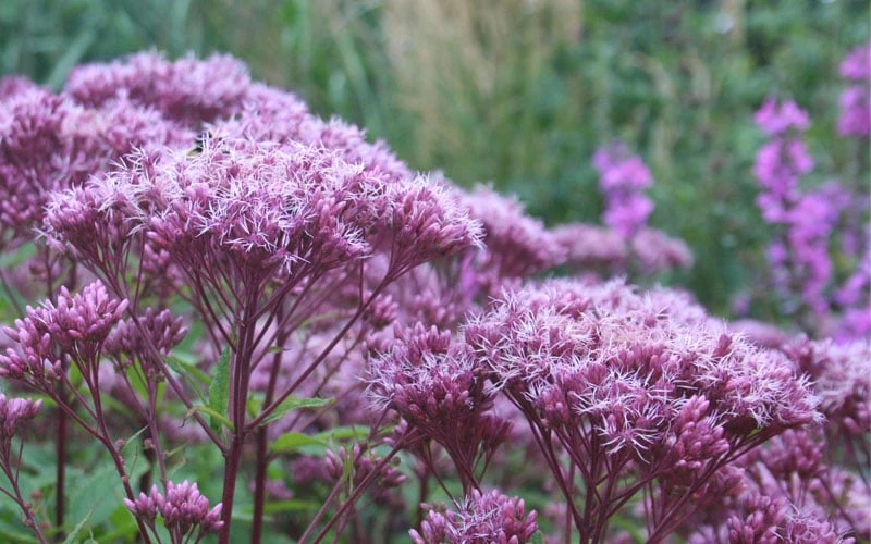 Eupatorium Dubium 'Little Joe' (Joe Pye Weed) - 1 Gallon Pot - Image 5