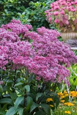 Eupatorium Dubium 'Little Joe' (Joe Pye Weed) - 6 Pack Of 1 Gallon Pots