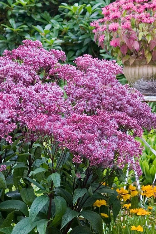 Eupatorium Dubium 'Little Joe' (Joe Pye Weed) - 1 Gallon Pot