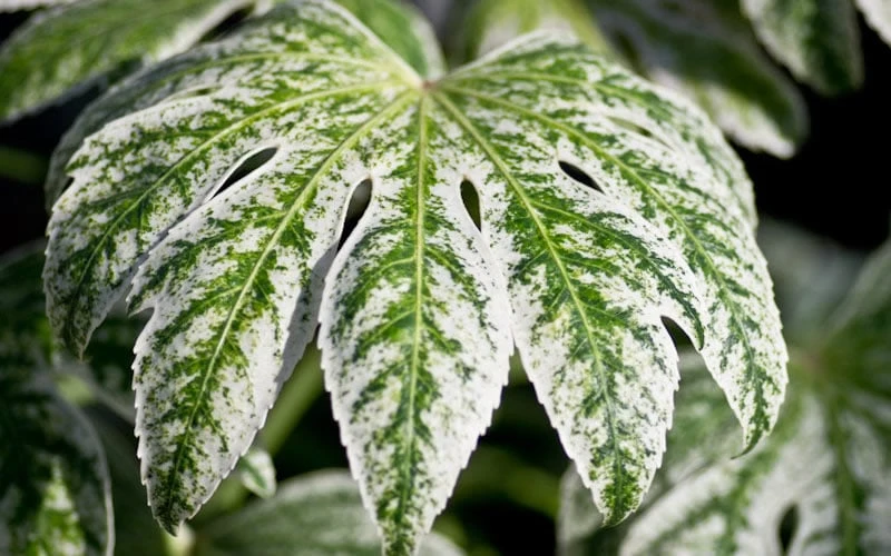 Spider's Web Fatsia - Japanese Aralia Paper Plant - 3 Gallon Pot - Image 7