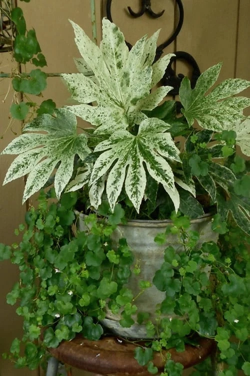 Spider's Web Fatsia - Japanese Aralia Paper Plant - 3 Gallon Pot - Image 6