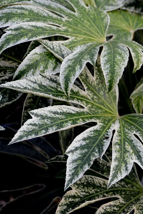 Spider's Web Fatsia - Japanese Aralia Paper Plant - 3 Gallon Pot - Image 5