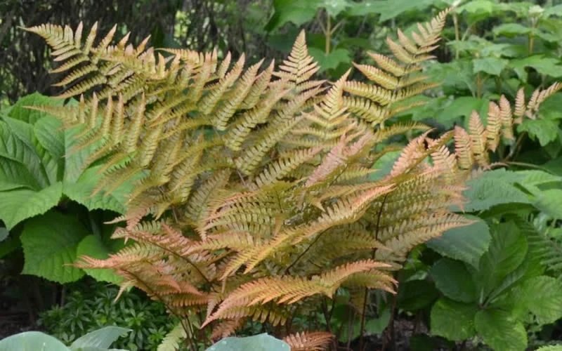 Autumn Fern (Dryopteris Erythrosora) - 3 Gallon - Image 4