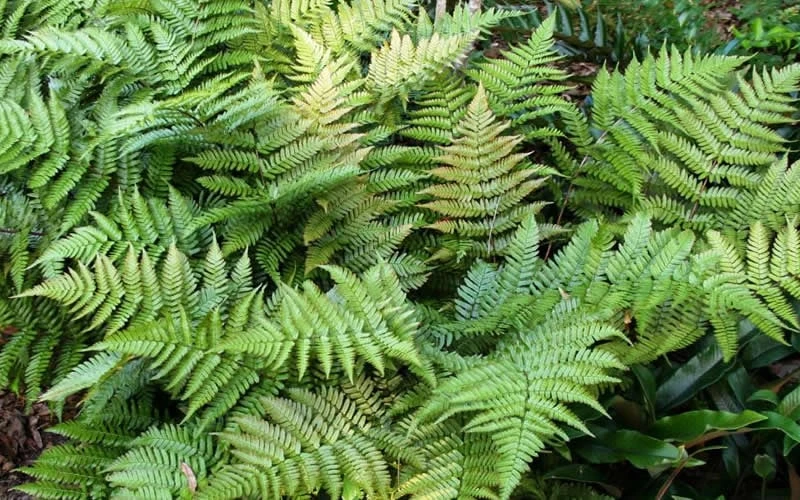 Autumn Fern - Dryopteris Erythrosora - 1 Gallon Pot - Image 7
