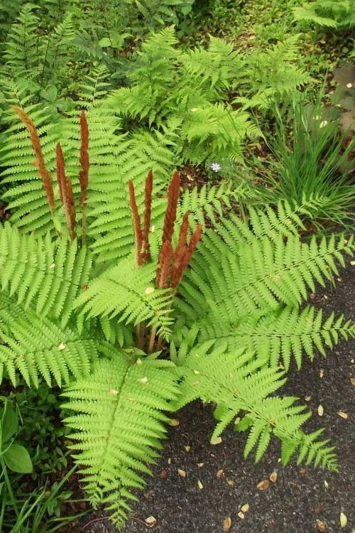 Cinnamon Fern (Osmunda Cinnamomea) - 2 Gallon Pot - Image 4
