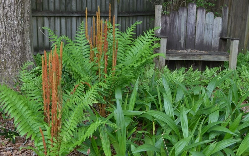 Cinnamon Fern (Osmunda Cinnamomea) - 1 Gallon Pot - Image 5