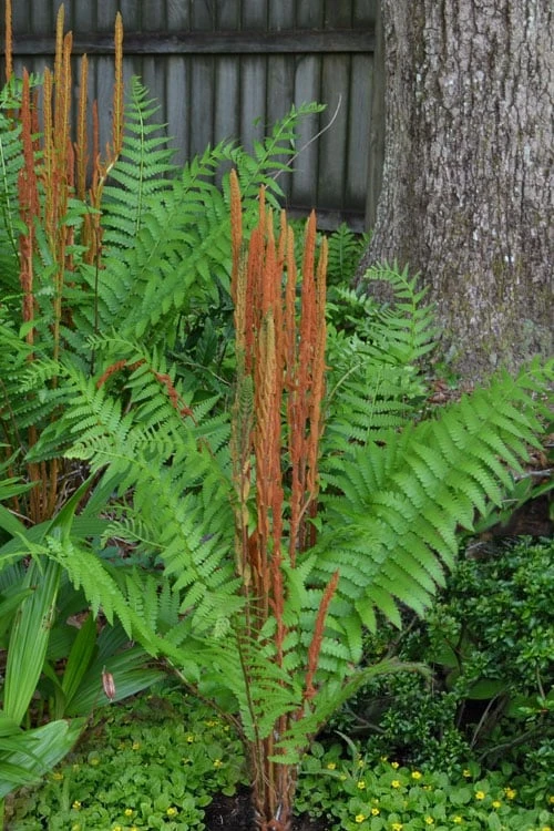 Cinnamon Fern (Osmunda Cinnamomea) - 2 Gallon Pot