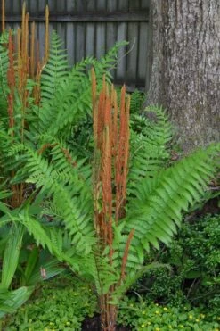 Cinnamon Fern (Osmunda Cinnamomea) - 1 Gallon Pot