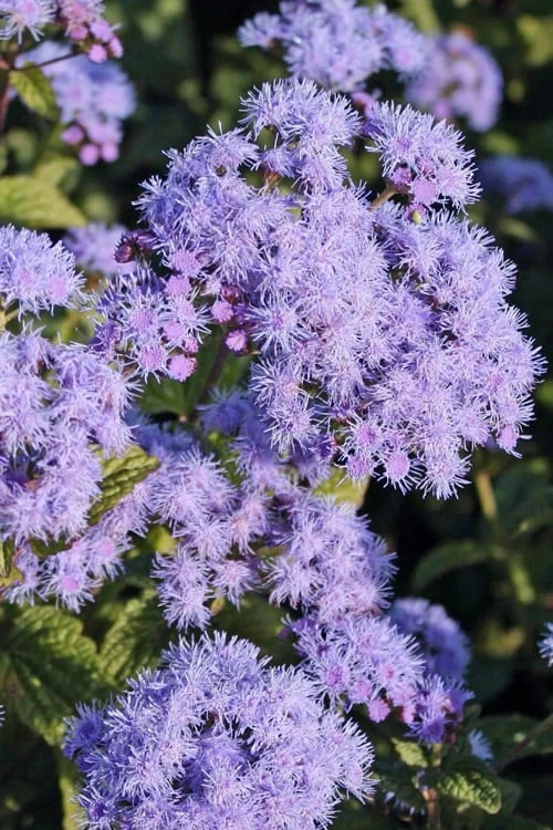 Hardy Ageratum (Blue Mistflower) - 1 Gallon Pot - Image 7